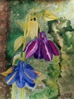 Akelei im Wald, Aquarell 29,5×39,5cm, 2024, Bild mit Rahmen 150€