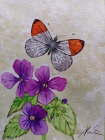 Aurorafalter mit Wildblume, Aquarell 21×29,7cm, 2024, Bild mit Rahmen 80€