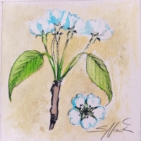 Birnenblüten, Aquarell 14,7×14,7cm, 2023, Bild mit Rahmen 25€