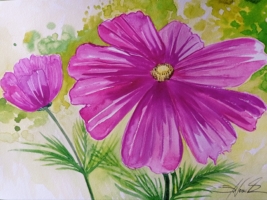 Cosmea (Schmuckkörbchen) in Pink, Aquarell 42×30cm, 2023, Bild mit Rahmen 125€