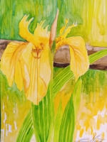 Gelbe Iris am Wasser, Aquarell 30×42,5cm, 2023, Bild mit Rahmen 150€