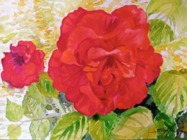 Große rote Rose, Aquarell 42×30cm, 2023, Bild mit Rahmen 150€