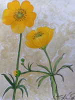 Hahnenfuß (Butterblume) an Wiese und Weg, Aquarell 21×29,5cm, 2024, Bild mit Rahmen 80€