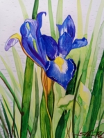 Irisblüte in Blau, Aquarell 30×42cm, 2022, Bild mit Rahmen 150€
