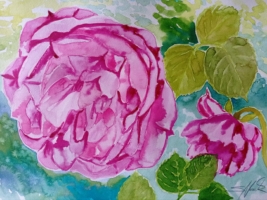 Rose &#039;Leonardo da Vinci&#039;, Aquarell 42×30cm, 2023, Bild mit Rahmen 150€