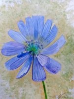 Wegwarte (blaue Wildblume), Aquarell 30×42,5cm, 2023, Bild mit Rahmen 150€