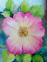 Wilde Rose, Aquarell 30×42cm, 2023, Bild mit Rahmen 150€